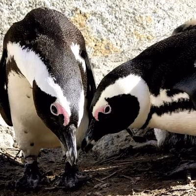 African Penguin