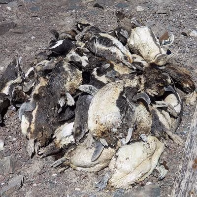 Disease_bird flu©J Kemper_1