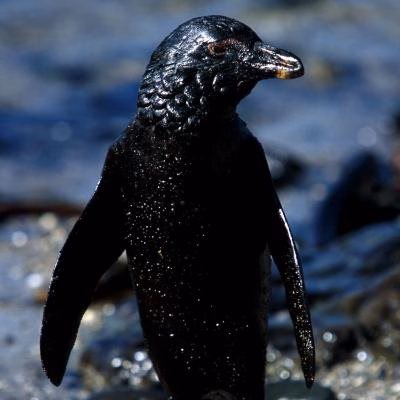 IFAW 2000 treasure oil spill