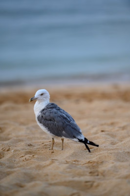 Seabird