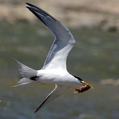Swift Terns_J Kemper_600x600