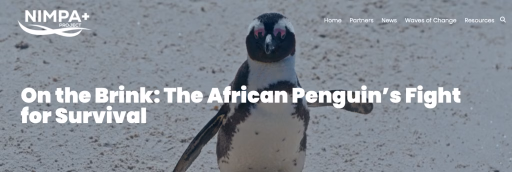 On the Brink: The African Penguin’s Fight for Survival