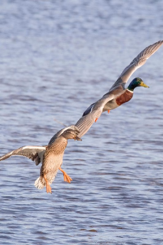 birds-flying
