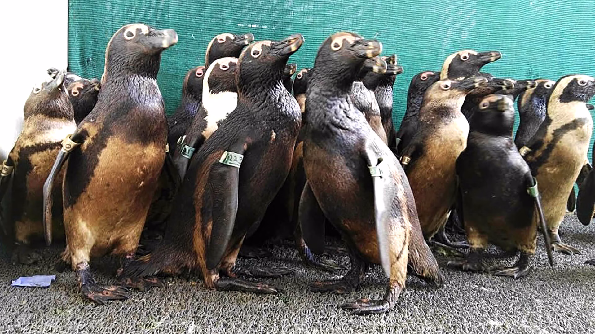 oiled_penguins_SANCCOB