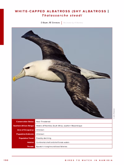 103-White-capped_Albatross