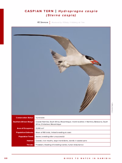 104-Caspian_Tern