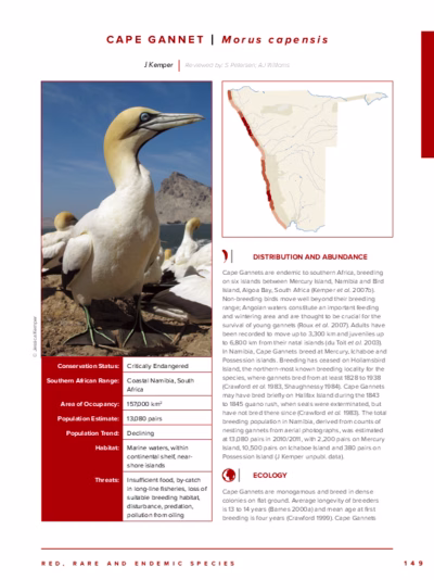 88-Cape_Gannet