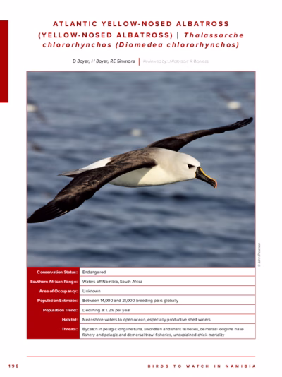 91-Atlantic_Yellow-nosed_Albatross