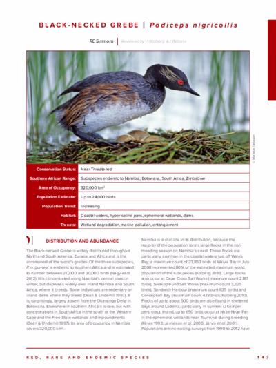 96-Black-necked_Grebe