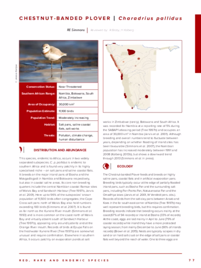97-Chestnut-banded_Plover