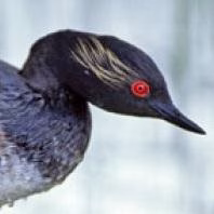 Black-necked Grebe