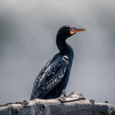 Cape Cormorant
