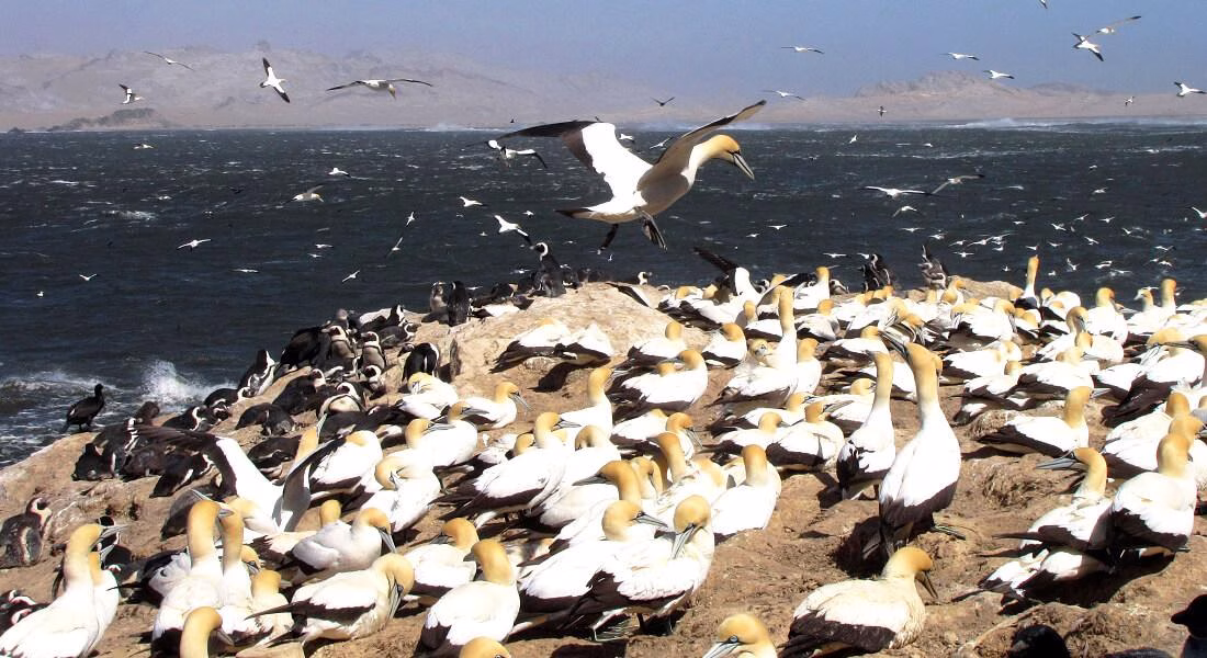 Cape Gannet colony on Mercury Island©J Kemper