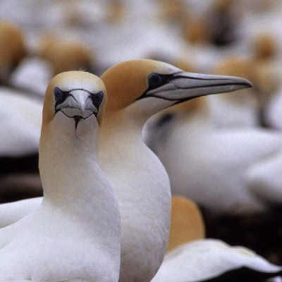 Cape Gannet