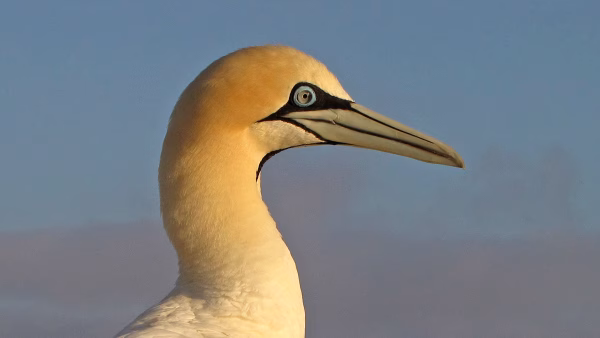 Cape Gannets at Mercury Island © J Kemper