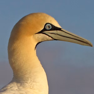Namibia's Cape Gannet populations have crashed in recent years