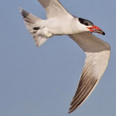 Caspian Tern