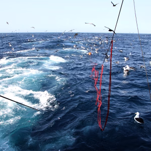 John Paterson Tori Line Trawl_0