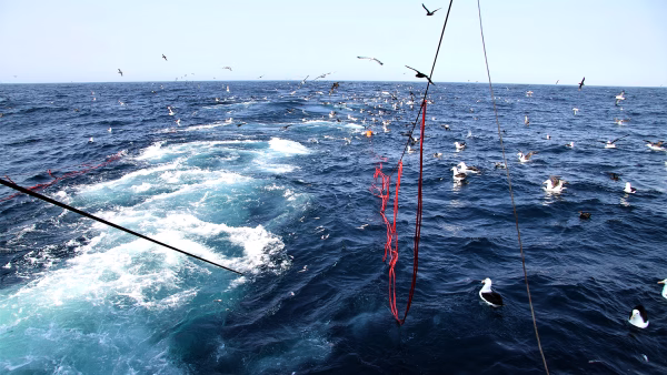 John Paterson Tori Line Trawl_0