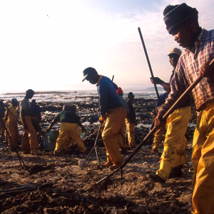 Treasure oil spill 2000 oiled penguins_0