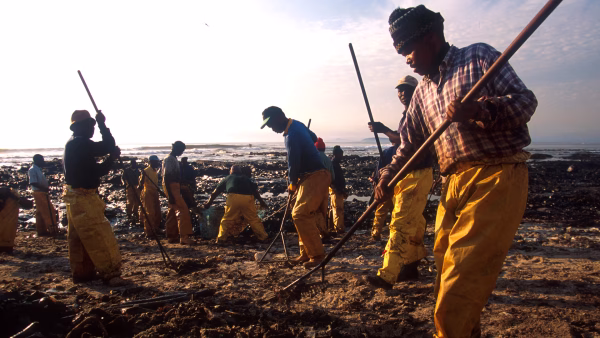 Treasure oil spill 2000 oiled penguins_0