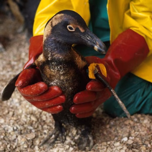 Treasure oil spill oiled penguins