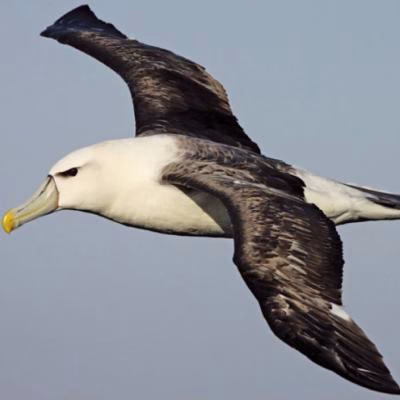 White-capped Albatross