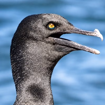 bank-cormorant