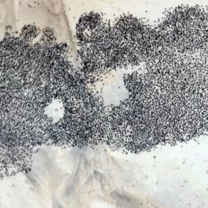 Angolan island paradise for Cape Cormorants