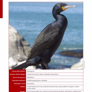 First-page preview of Cape Cormorant — Red Data Book species account
