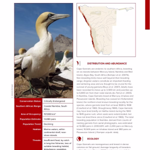 First-page preview of Cape Gannet — Red Data Book species account